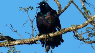 Common grackle call sounds & puffing up | Bird