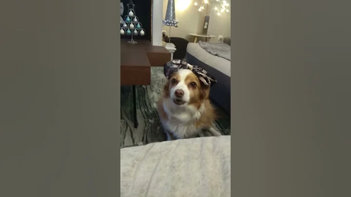 I talk with my dog