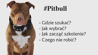 Jak wychować szczeniaka  Pitbull na tapecie