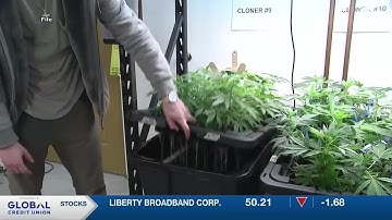 Cannabis industry: intoxicating hemp persists despite Alaska court ruling