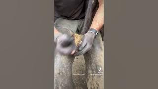 My video has 137.2 million views on TikTok 😳 #asmr #farrier #satisfying #tiktok #oddlysatisfying