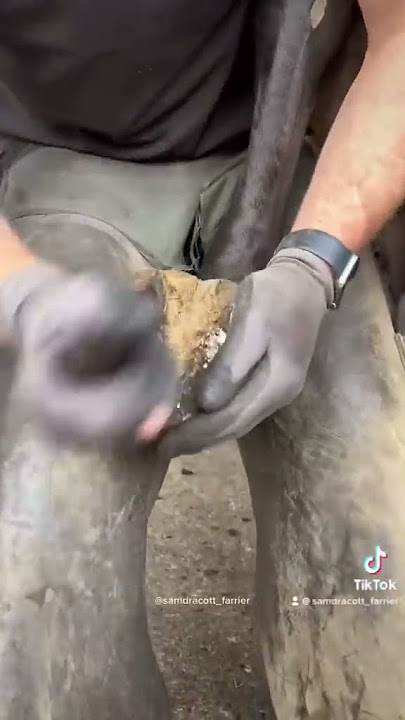 My video has 137.2 million views on TikTok 😳 #asmr #farrier #satisfying #tiktok #oddlysatisfying