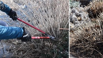 Hard Pruning Shrubs - Spring Cleanup