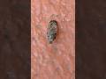 Bug that builds its own fort!!#shorts #shortsfeeds #bug
