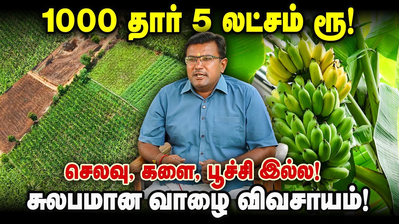 இத செஞ்சா வாழையில் சுலபமா சம்பாதிக்கலாம்! 1000 தாரில் 5 லட்சம் எடுக்குறேன்! பூச்சி, களை தொல்லை இல்ல!