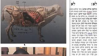 הדף היומי מסכת מעילה דף לא Daf yomi Mehila Daf 31 שמואל נבון