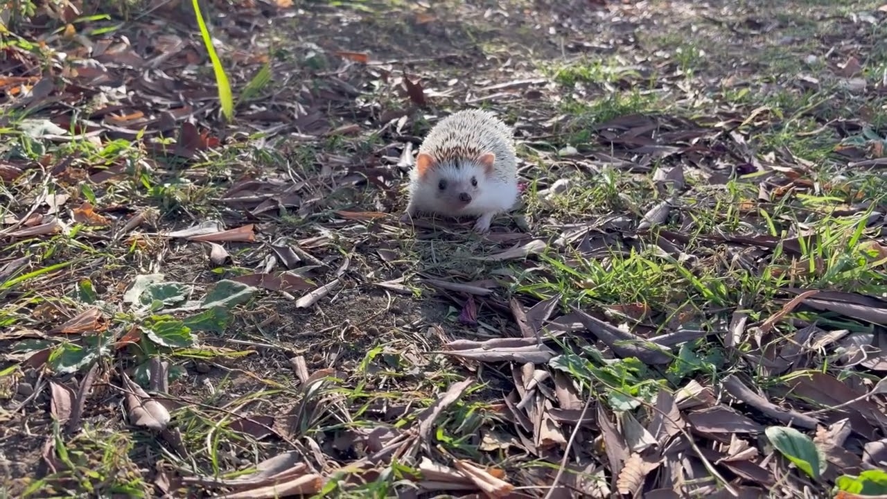 公園散歩に行こう！
