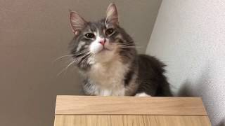 陣地を守る猫 ノルウェージャンフォレストキャットProtect the position.Norwegian Forest Cat.