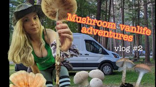 Mushroom Vanlife Adventures - Vlog 2