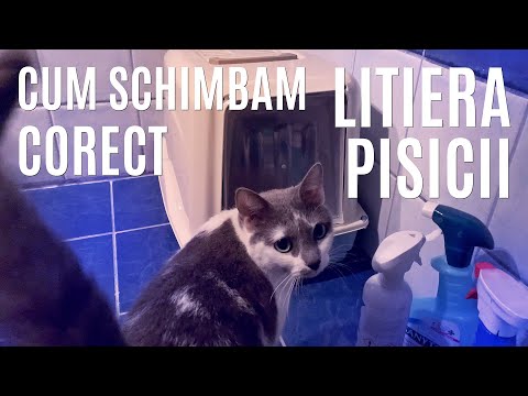Video: Cum Să Alegeți Așternutul Pentru O Cutie De Gunoi Pentru Pisici