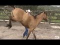 Doma Cavalo Xucro - Mauro Leite Horsemanship