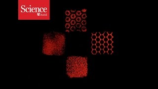 Creating artificial tissues just got easier, thanks to this tetris-like building technique