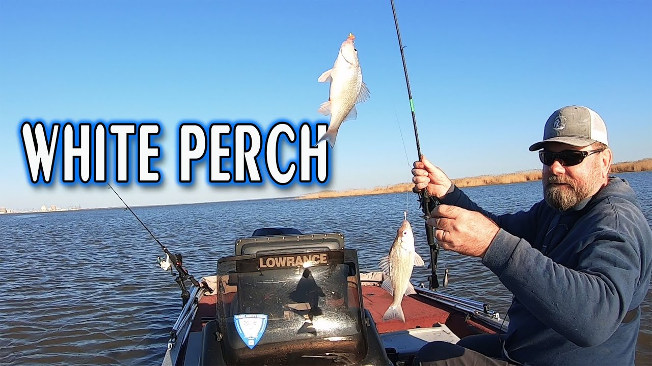 Delaware river white perch fishing, 