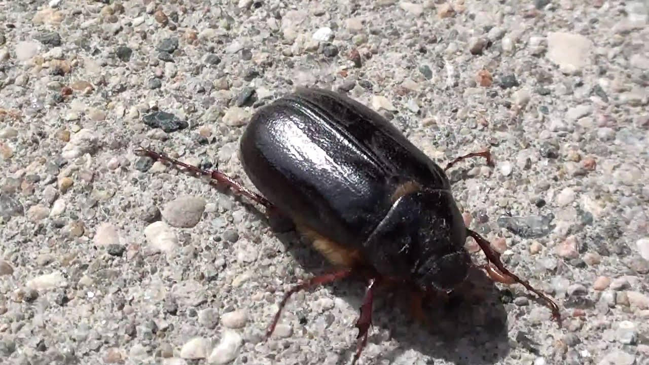 may beetle scarabaeidae phyllophaga locomotion youtube