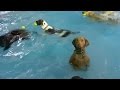 Hilarious dog deadpans in a pool full of playful pups