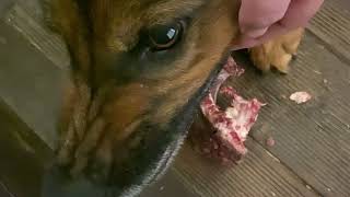 Unexpected food aggression in my dog. German Shepherd Nika and Malinois Linda eat bones.