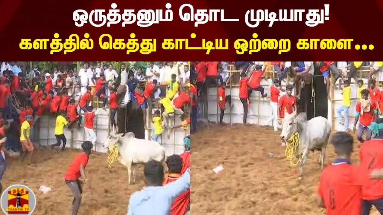 ஒருத்தனும் தொட முடியாது!களத்தில் கெத்து காட்டிய ஒற்றை காளை...
