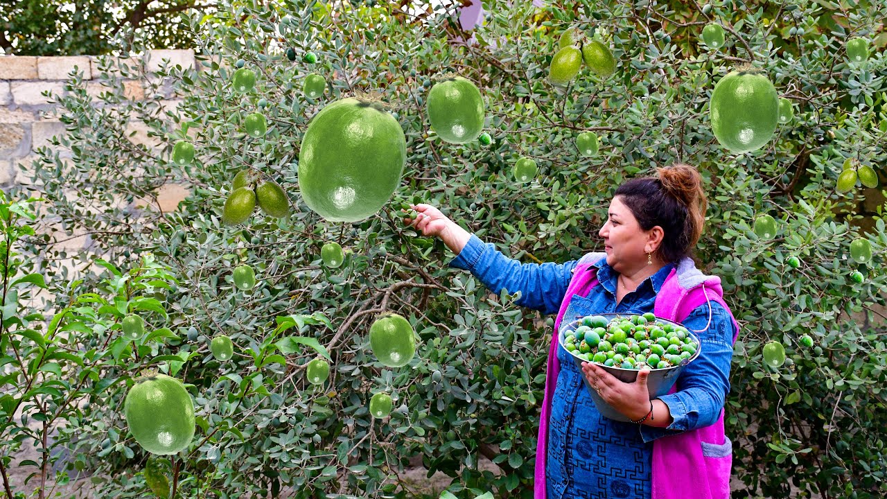 Собираем сочные плоды фейхоа и делаем ХОЛОДНЫЙ ДЖЕМ и фруктовый СОК
