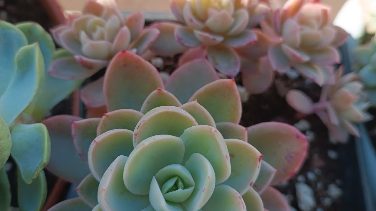 Kayseri'ye gidecek olan sukulent kargom🥰❤️ 