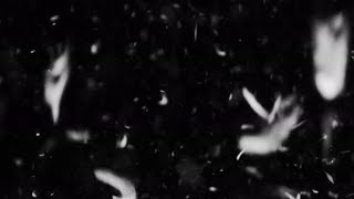 Feathers | Stock Footage - Videohive screenshot 5
