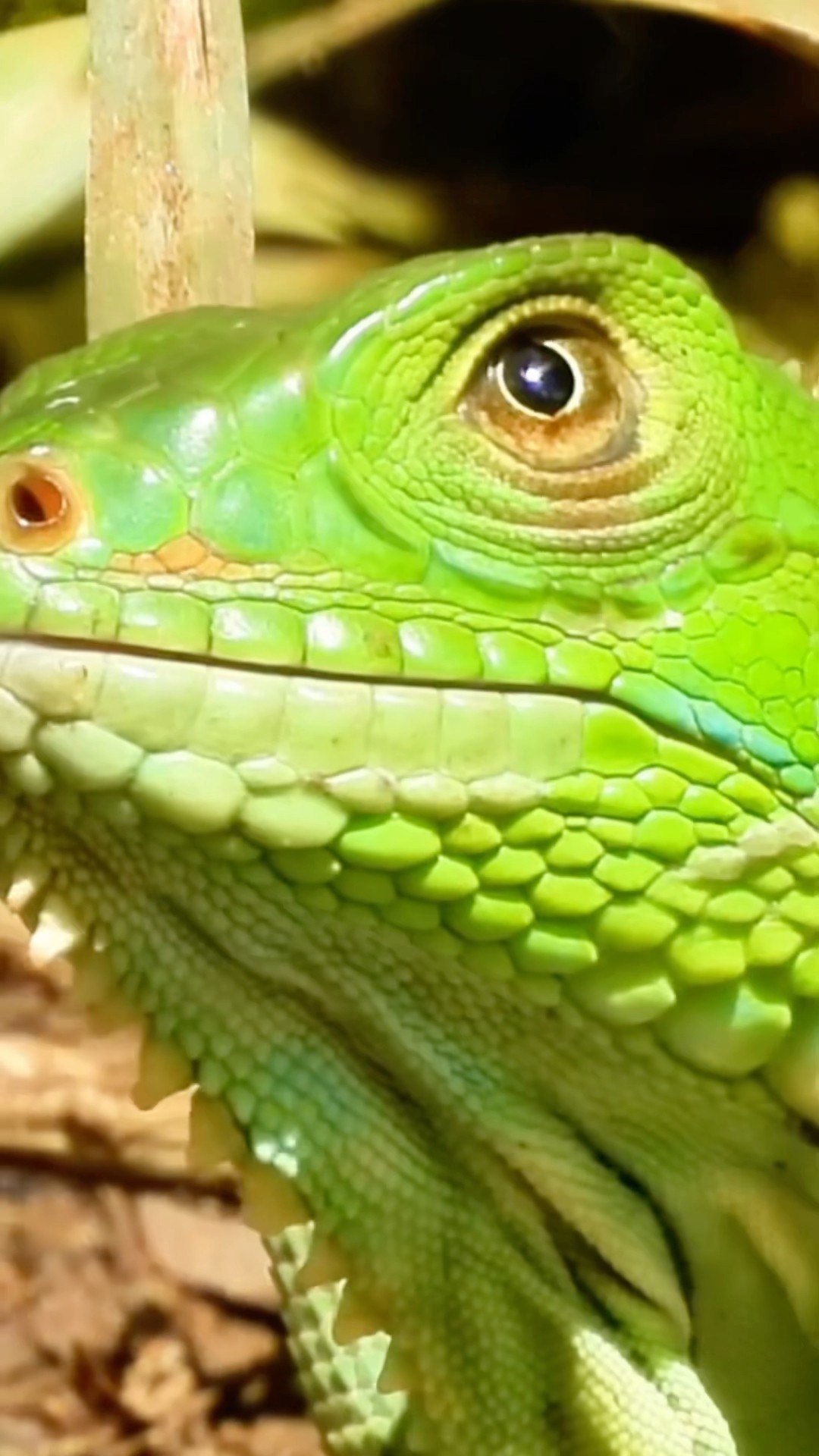 Immense Iguana Moving Foward