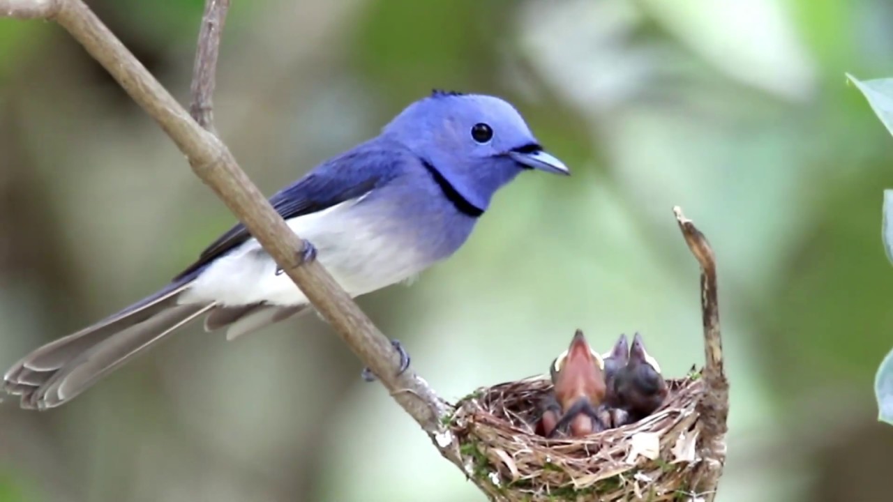 Black-naped monarch feeding the chicks 