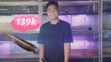 Cá lóc đẹp mà rẻ mà lại dễ nuôi cho anh em mà chưa tới 150 k