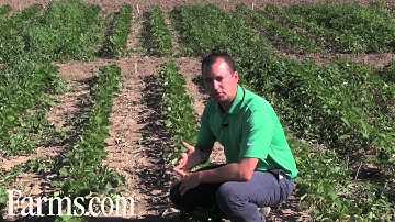 Technical Overview: Weed Control In Dicamba Tolerant Soybeans.