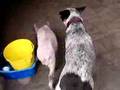 Dog & Pig