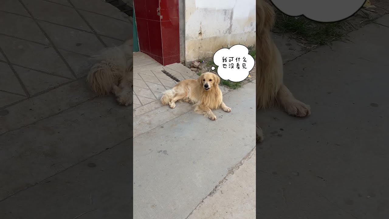 Ce Pauvre Chien Se Fait Insulter Dans La Rue Pourtoi