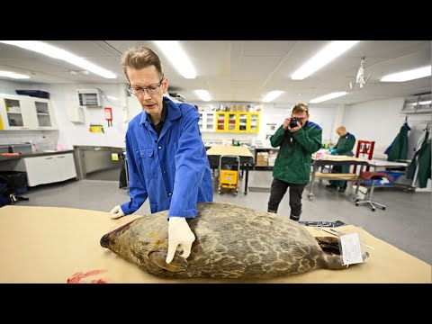 Video: Kuinka Käyttäytyä Luonnossa