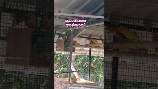 പൊരിഞ്ഞ അടിയായി | Terrace Aviary | Aviary Setup