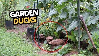 Ducks in the garden, why you need some garden ducks in your life!  Fun and good for pests. Garden Damage Will Geese Or Ducks Do More