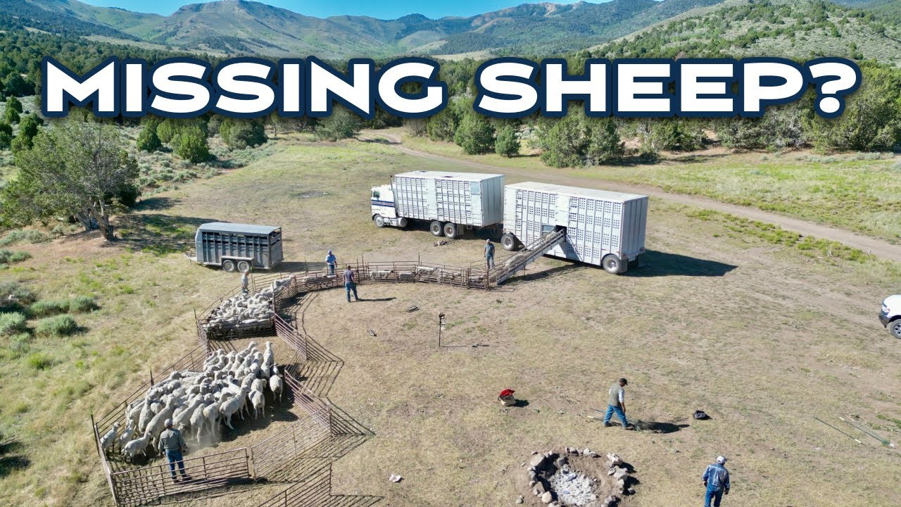 Lost on Paper: The Struggle of Keeping Track of Hundreds of Sheep