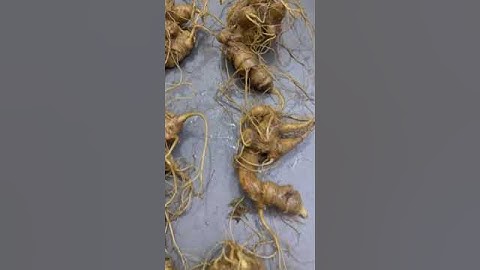 1 ký sâm ngon làm quà biếu hay ngâm mật lợi củ mời các bác 0377965679 e Nguyệt nhé