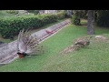 Feeding and Playing With Peacock @ Sentosa, Singapore