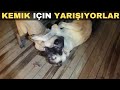 Kangal Aslan ve Kangal Nala Kemik için yarışıyorlar 🇹🇷🧿🍀