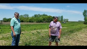 Pfarr Farms Cover Crops