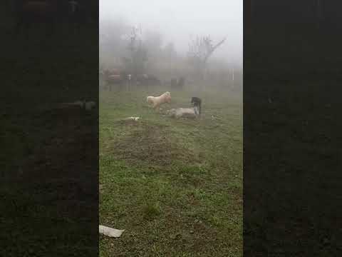 شیطنت بز بز قندی در شمال تهران  جنجالی بز    