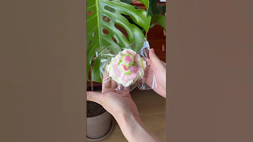 Creamy Tree Fig Muffin Squishy Toys Satisfying Squishytoys Squishy Creamytree 
