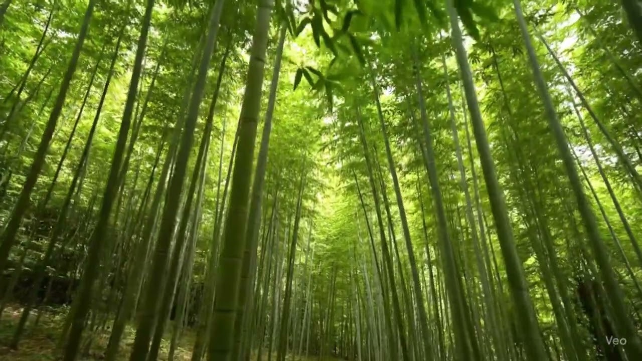 Relaxation Music – Instrumental Music with a Bamboo Forest Atmosphere