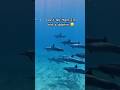 I Joined A Pod Of Dolphins рџђ I Joined A Pod Of Dolphins рџђ