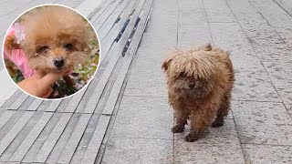 Abandoned teddy bear dog, a woman rehabilitated it, and it transformed perfectly