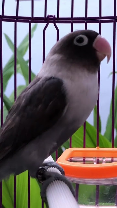Pancingan lovebird Batman Ampuh