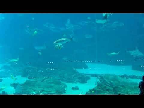 Georgia Aquarium Camping