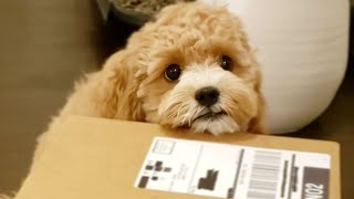 Cavoodle Puppy Unboxing BarkBox(Toy Box) - Poodle Mix