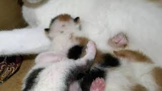 4 days old kittens | Anak kucing usia 4 hari by Kucing Kampoeng 飼い猫 5 views 3 years ago 37 seconds