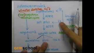 ormBio version2 : ระบบต่อมไร้ท่อ 04