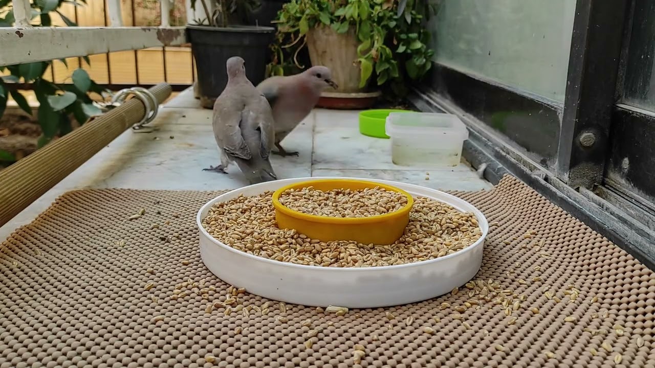 My Heart Broke for Them! Helping Birds Survive the Winter 🌨️❤️