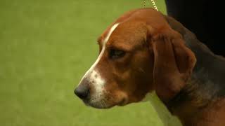 Best of Breed, Hound Group|HAMILTONSTOVARE|(2017-2022) by Dogs Dogs and More Dogs 172 views 5 months ago 3 minutes, 20 seconds